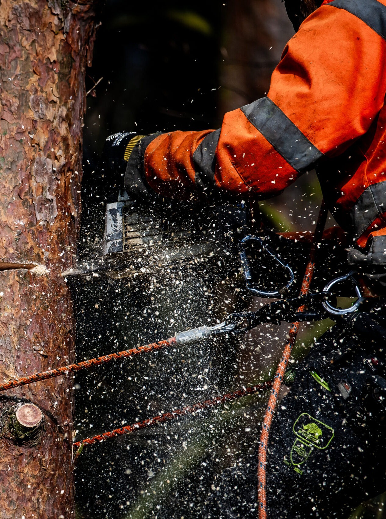Arborist på Träd och Timmer arbetar i ett träd.