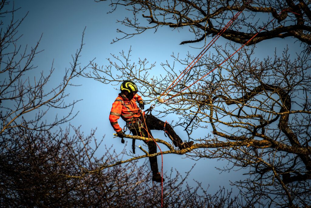 Arborist arbetar bland grenarna i ett lövträd, blå himmel i bakgrunden.