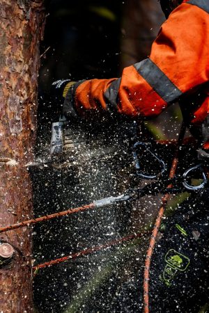 Arborist på Träd och Timmer arbetar i ett träd.