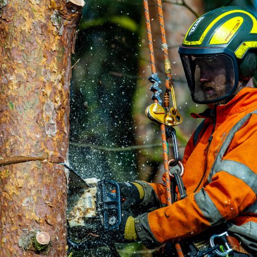 Arborist arbetar i linor i en tall som denne håller på att fälla.