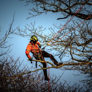 Arborist arbetar bland grenarna i ett lövträd, blå himmel i bakgrunden.