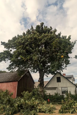 Ett lövträd efter beskärning